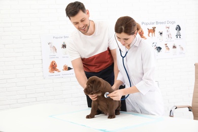 Man with his pet visiting veterinarian in clinic. Doc examining Labrador puppy