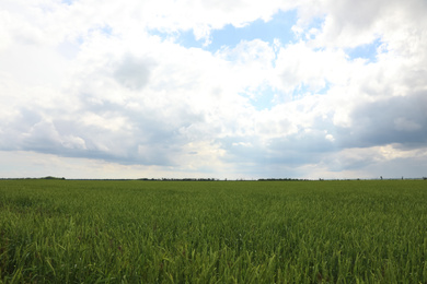 Agricultural field with ripening cereal crop on cloudy day