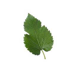 One green leaf of mulberry tree on white background