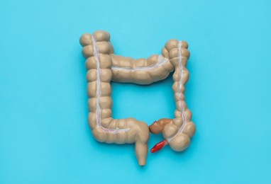 Anatomical model of large intestine on turquoise background, top view