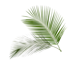 Beautiful lush tropical leaves isolated on white