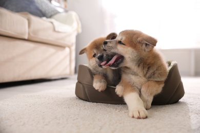 Adorable Akita Inu puppies in dog bed indoors