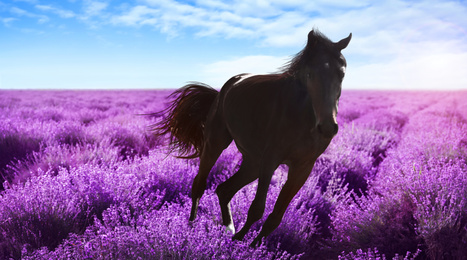 Image of Beautiful horse running in lavender field under blue sky. Banner design