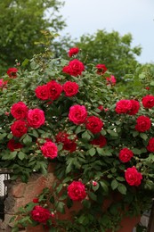 Beautiful blooming rose bush near old building outdoors
