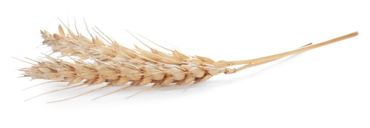 Ears of wheat on white background. Cereal plant