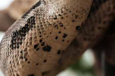 Photo of Closeup view of brown boa constrictor. Exotic snake