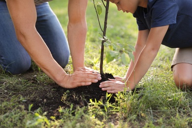 Dad and son planting tree in park on sunny day, closeup