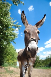 Photo of Cute funny donkey outdoors on sunny day. Beautiful pet