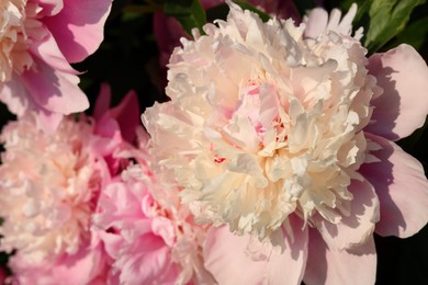 Photo of Wonderful fragrant pink peonies outdoors, closeup view