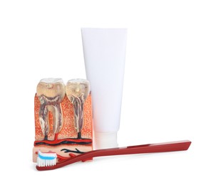 Educational model of jaw section with teeth, paste and brush on white background