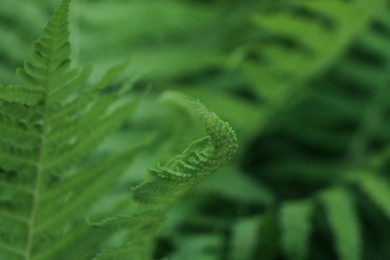 Photo of Beautiful unfolding fern leaf on blurred background, closeup view. Space for text
