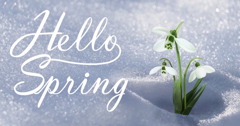 Hello Spring. Beautiful tender spring snowdrops growing through snow, banner design 