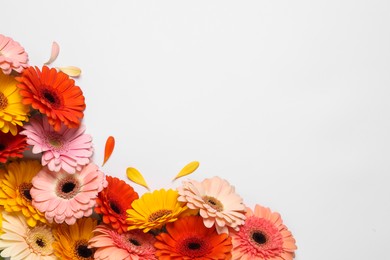 Beautiful colorful gerbera flowers and petals on white background, flat lay. Space for text