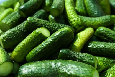Many fresh ripe cucumbers as background, closeup. Pickling vegetables