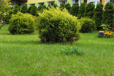 Photo of Beautiful spacious yard with shrubbery. Gardening and landscaping