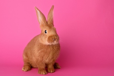 Cute bunny on pink background, space for text. Easter symbol