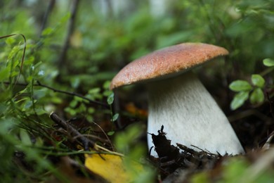 Fresh wild mushroom growing in forest, closeup. Space for text
