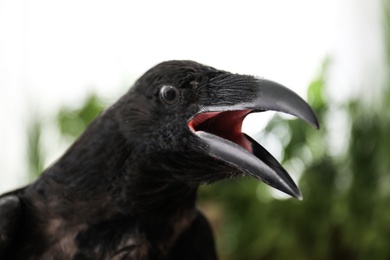 Beautiful common raven with open beak outdoors, closeup