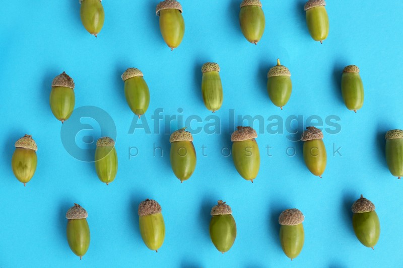 Many green acorns on light blue background, flat lay