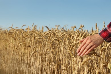 Photo of Woman touching ears of wheat in field under blue sky, closeup