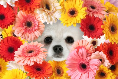Adorable Spitz surrounded by beautiful colorful gerbera flowers. Spring mood
