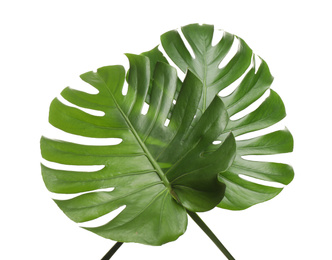 Fresh green tropical leaves on white background