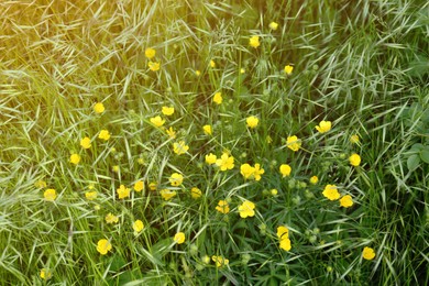 Beautiful yellow buttercup flowers growing in green grass outdoors, closeup