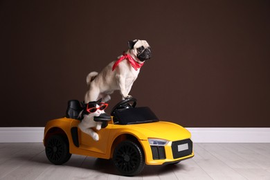 Funny pug dog and cat with sunglasses in toy car near brown wall indoors