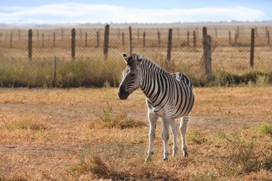 Photo of One cute zebra in nature reserve on sunny day