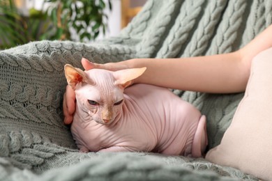 Woman stroking cute Sphynx cat at home, closeup. Lovely pet