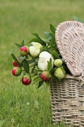Photo of Many beautiful peony buds in basket on green grass outdoors, closeup