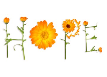 Image of Word HOPE made with beautiful calendula flowers on white background