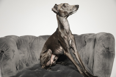 Photo of Italian Greyhound dog on armchair against light background
