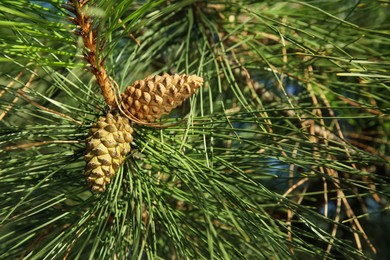 Cones growing on pine branch outdoors, closeup