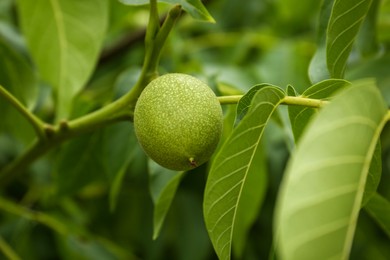 Green unripe walnut on tree branch outdoors, closeup