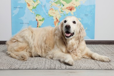 Cute golden retriever lying on floor near world map indoors. Travelling with pet
