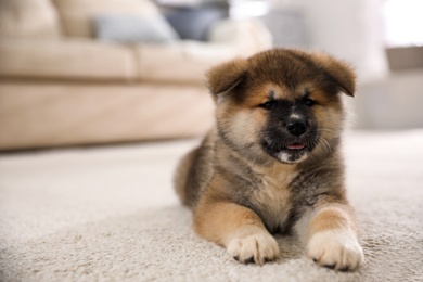 Adorable Akita Inu puppy on carpet indoors