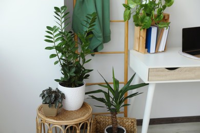 Home office interior with different beautiful houseplants
