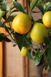 Photo of Closeup view of lemon tree with ripening fruits indoors