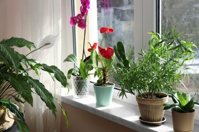 Photo of Beautiful houseplants in pots on windowsill indoors