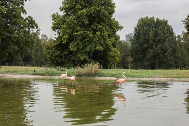 Beautiful view of lake with flamingos in park