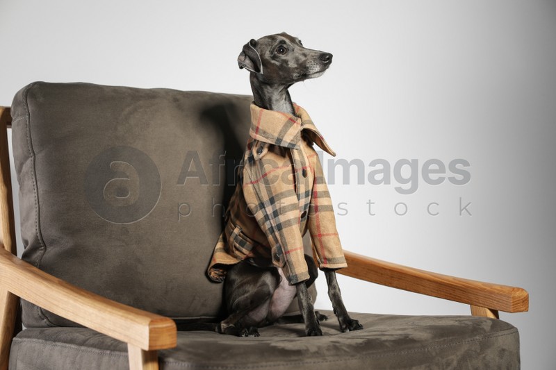 Italian Greyhound dog in shirt on armchair against light background