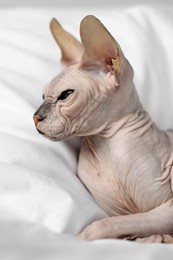 Adorable Sphynx cat on bed at home, closeup. Lovely pet