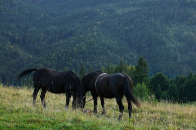 Photo of Beautiful horses grazing on meadow in mountains