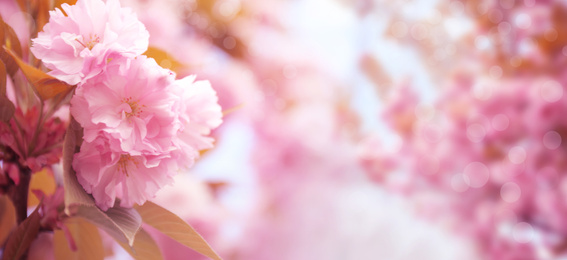Image of Blossoming pink sakura tree outdoors, banner design. Springtime