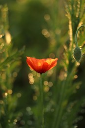 Red poppy plants covered with dew drops outdoors in morning, closeup