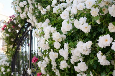 Beautiful blooming rose bush climbing on metal fence outdoors