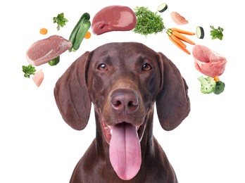 Image of Cute dog surrounded by fresh products rich in vitamins on white background. Healthy diet for pet