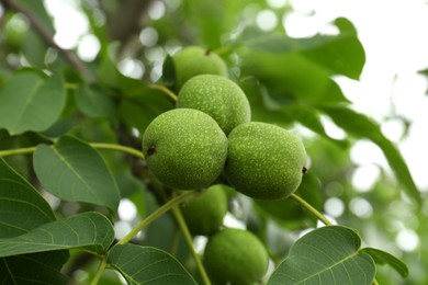 Green unripe walnuts on tree branch, closeup