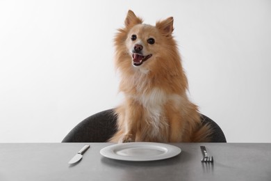 Photo of Hungry Pomeranian spitz dog waiting for food at table with empty plate indoors